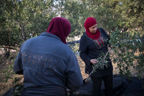 המנהל האזרחי נכשל בעצירת 'הכיבוש החקלאי' ביו"ש