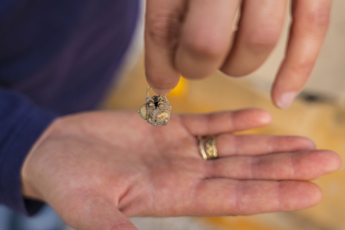 דמי חנוכה: נחשפו מטבעות ועגיל זהב בני כ900 שנה