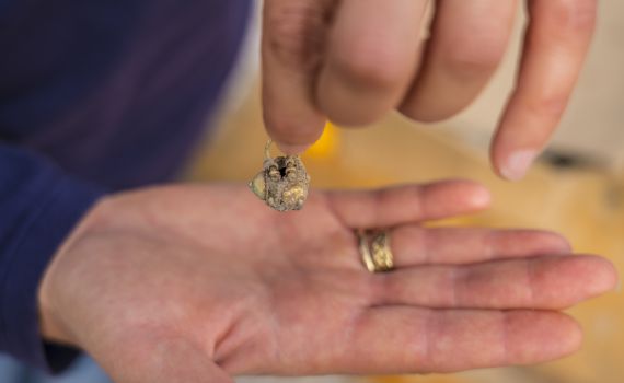 דמי חנוכה: נחשפו מטבעות ועגיל זהב בני כ900 שנה