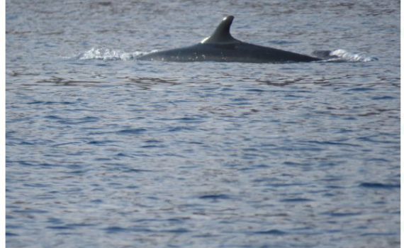 צפו: להקת דולפינים נדירה משייטת באילת