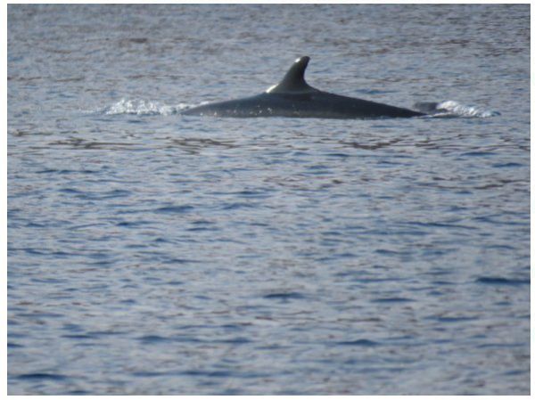צפו: להקת דולפינים נדירה משייטת באילת