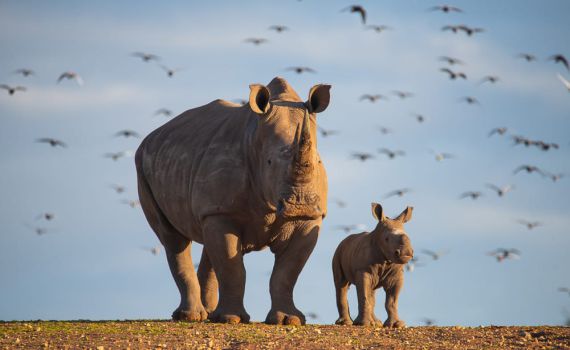יצירתיים? בואו לבחור שם לקרנפית החדשה בספארי