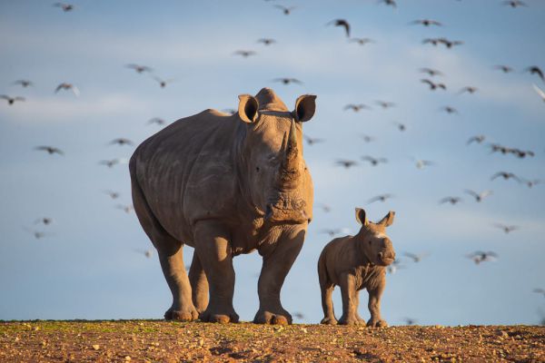 יצירתיים? בואו לבחור שם לקרנפית החדשה בספארי