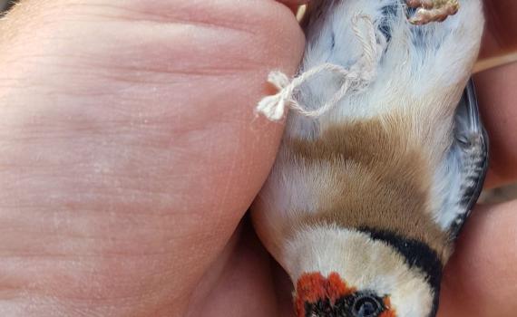 צפו: צדו ציפורי שיר מוגנות ונתפסו במבצע הירואי