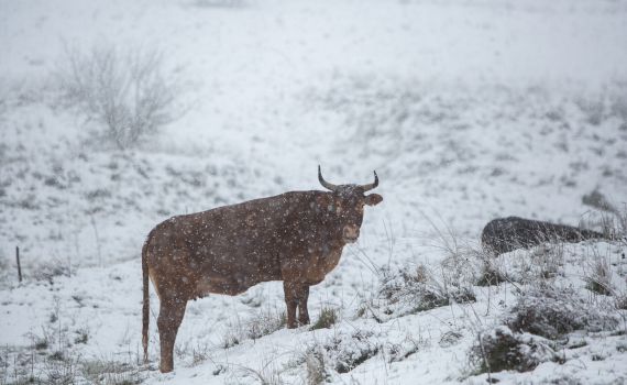 מזג האוויר: בשבת מתקרר, ביום ראשון אפשרות לשלג