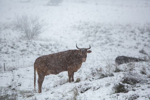 מזג האוויר: בשבת מתקרר, ביום ראשון אפשרות לשלג