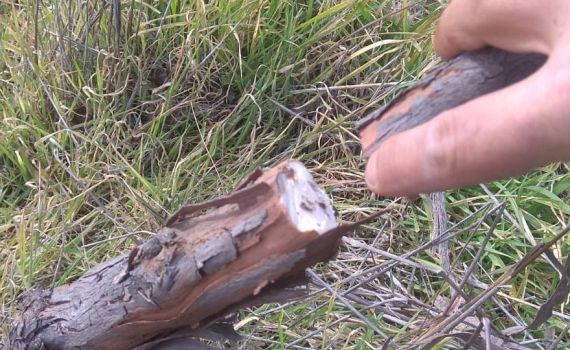 מול עיני הצבא: ערבים עקרו עשרות עצי גפן בכרם בחברון