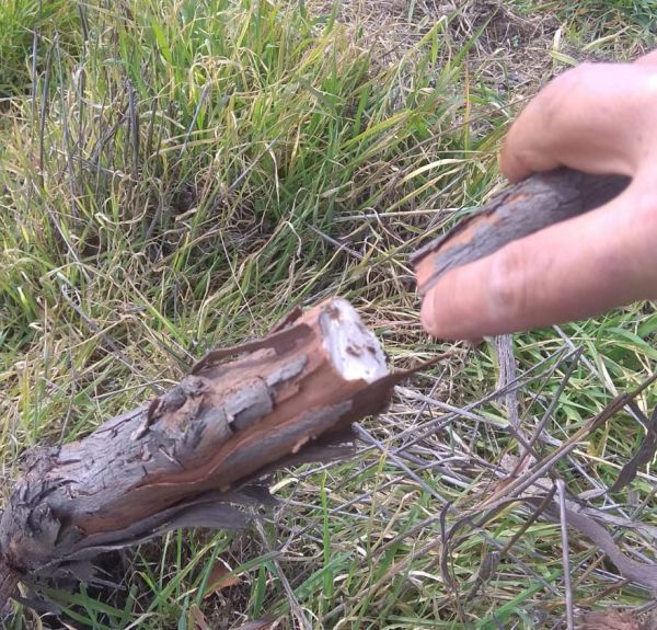 מול עיני הצבא: ערבים עקרו עשרות עצי גפן בכרם בחברון