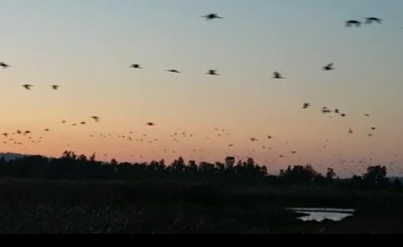 מקסים: עשרות אלפי עגורים באגמון החולה