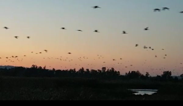 מקסים: עשרות אלפי עגורים באגמון החולה
