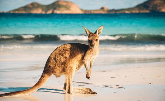 אוסטרליה בוערת: גל חום קיצוני נרשם במדינה