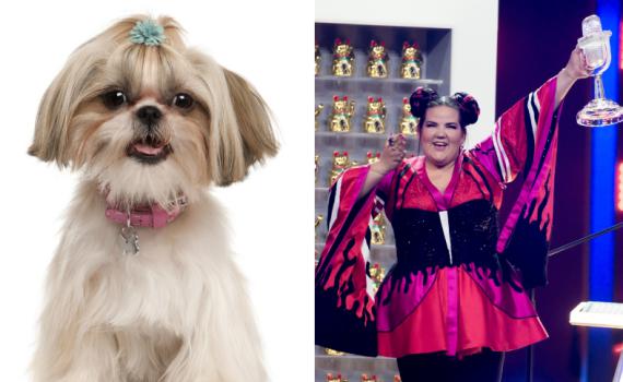 מפתיע: כך הזכייה באירוויזיון השפיעה על הכלבים בארץ