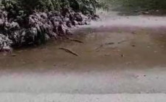 הסערה השתלמה: שלג ראשון החל לרדת. צפו