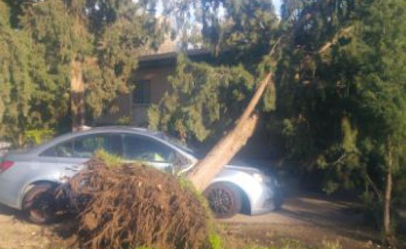 צפו: עץ נעקר מהמקום וקורס ליד אנשים