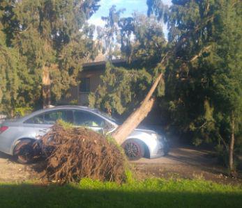 צפו: עץ נעקר מהמקום וקורס ליד אנשים