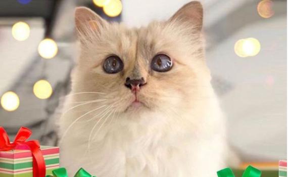 הזיה: זה הסכום המטורף שקיבלה חתולה בירושה