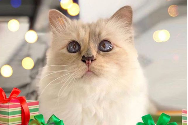 הזיה: זה הסכום המטורף שקיבלה חתולה בירושה