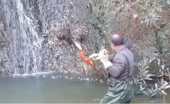 צפו: מנהל שמורת הטבע קפץ למים כדי להציל דורבן