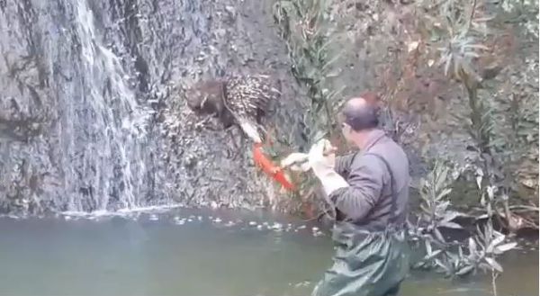 צפו: מנהל שמורת הטבע קפץ למים כדי להציל דורבן