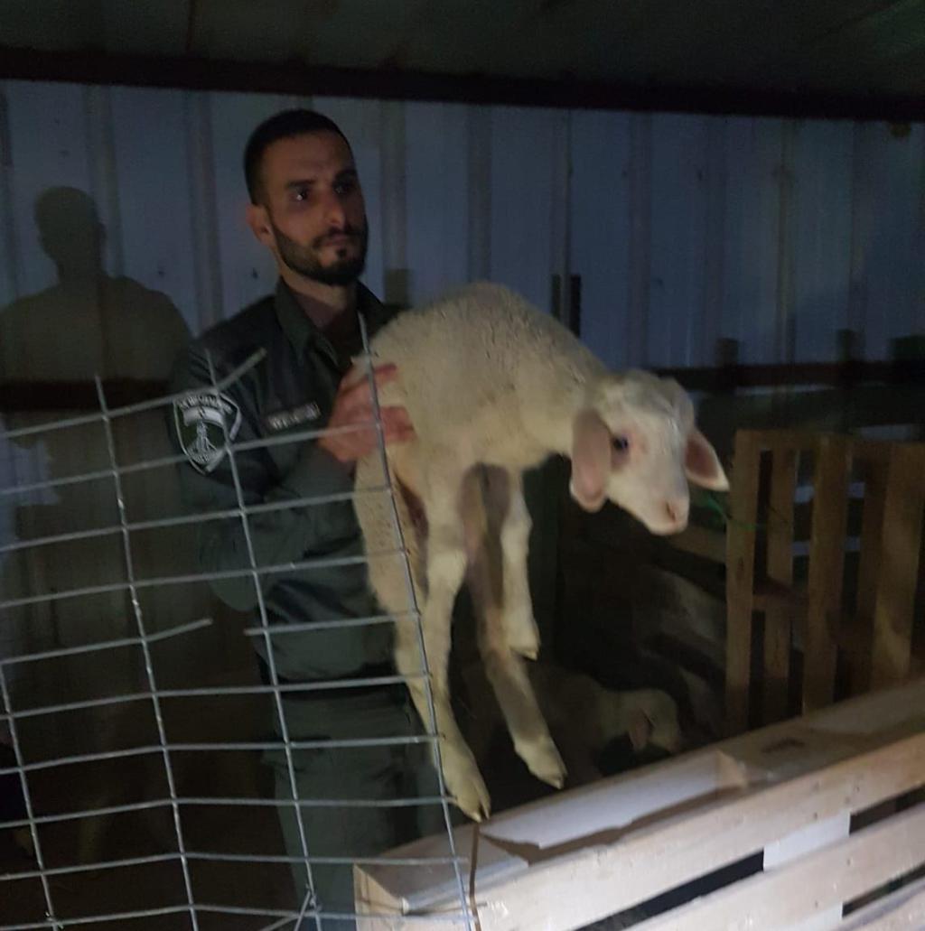 הטלאים שנגנבו הושבו לבעליהם, 3 חשודים נעצרו