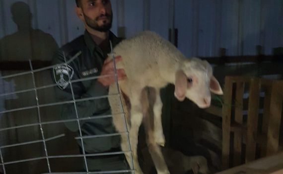 הטלאים שנגנבו הושבו לבעליהם, 3 חשודים נעצרו