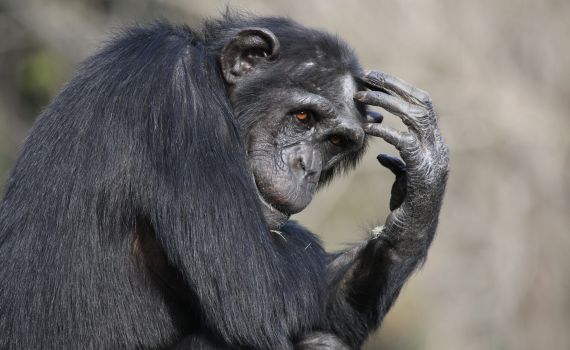 איך בכל זאת אפשר ללמד אבולוציה בשיעורי מדע?