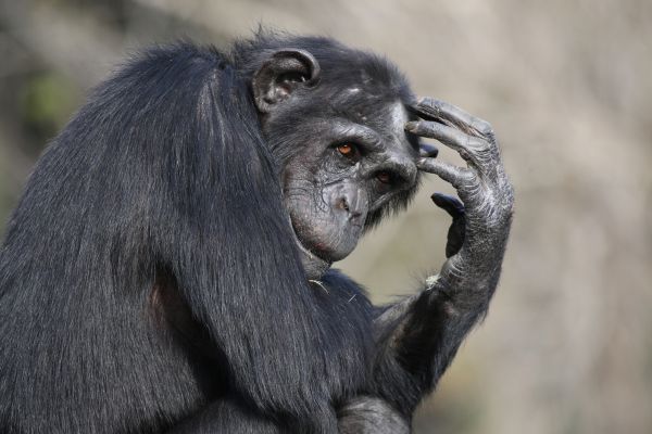 איך בכל זאת אפשר ללמד אבולוציה בשיעורי מדע?