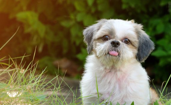 שני בעלי חיים נגועים בכלבת אותרו בגליל העליון
