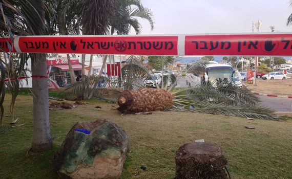 טרגדיה באילת: שני הרוגים כתוצאה מקריסת עץ דקל
