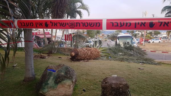 טרגדיה באילת: שני הרוגים כתוצאה מקריסת עץ דקל