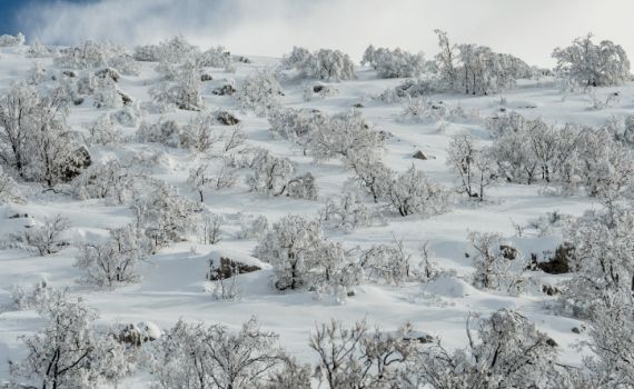 התגעגעתם? השלג קופץ לביקור קצר;התחזית המלאה