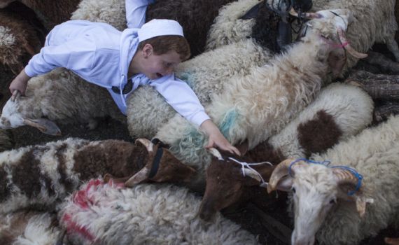 אילו קרבנות נקריב כשהחיות יועלו לדרגת אדם?