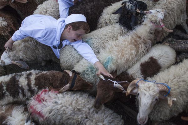 אילו קרבנות נקריב כשהחיות יועלו לדרגת אדם?