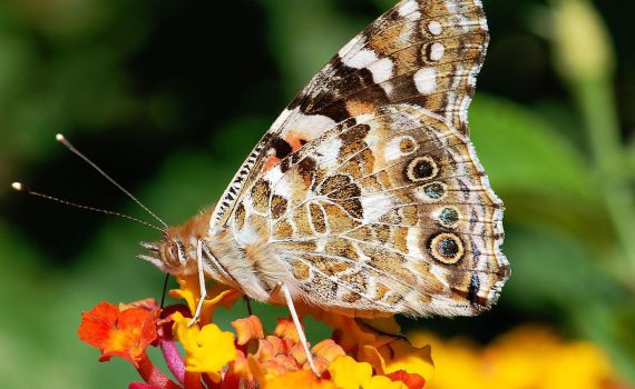 עזבו הכל וצאו: מיליוני פרפרים הגיעו לישראל