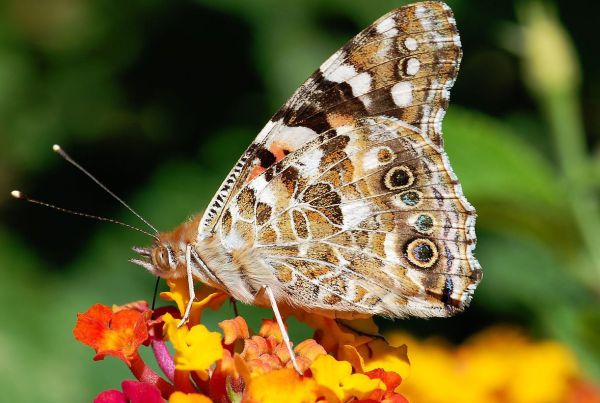 עזבו הכל וצאו: מיליוני פרפרים הגיעו לישראל