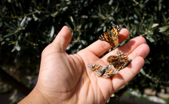 לשחרר את כל הפרפרים – דבר תורה לספר ויקרא