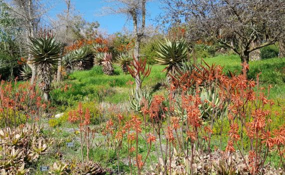 האביב כבר פה: תיעוד מרהיב שפותח את הלב. צפו