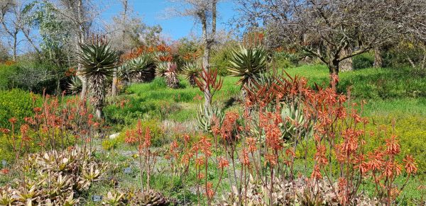 האביב כבר פה: תיעוד מרהיב שפותח את הלב. צפו