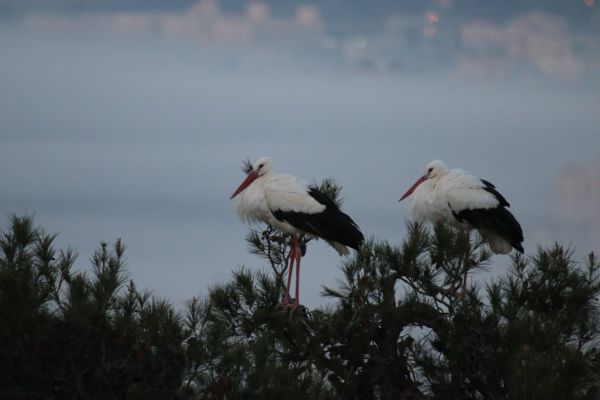 גלריה מרהיבה: אלפי חסידות באלון מורה