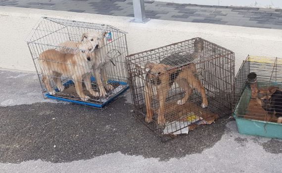 גורי כלבים הוחזקו בכלובים בכפר ערבי, השוטרים חילצו