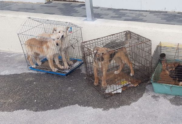 גורי כלבים הוחזקו בכלובים בכפר ערבי, השוטרים חילצו