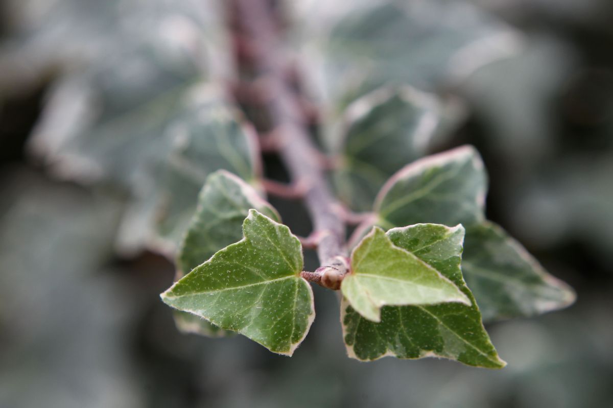 לא ניתן לשנות נטייה מינית? אמונת השינוי היהודית