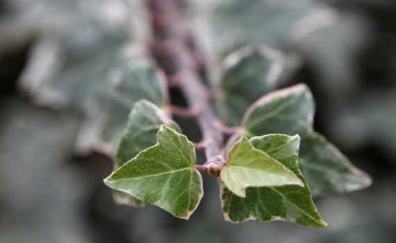 לא ניתן לשנות נטייה מינית? אמונת השינוי היהודית