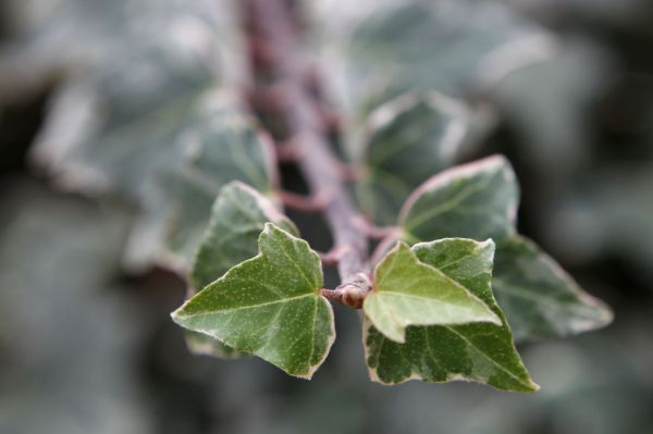 לא ניתן לשנות נטייה מינית? אמונת השינוי היהודית