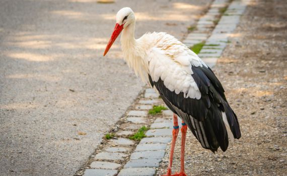 תעזרו לו: חבר ילדות שלי החליט שהוא חסידה