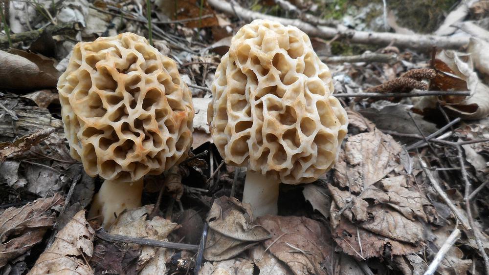 אוסטרליה: אישה הורשעה בהרעלת שלושה מקרוביה בארוחת פטריות