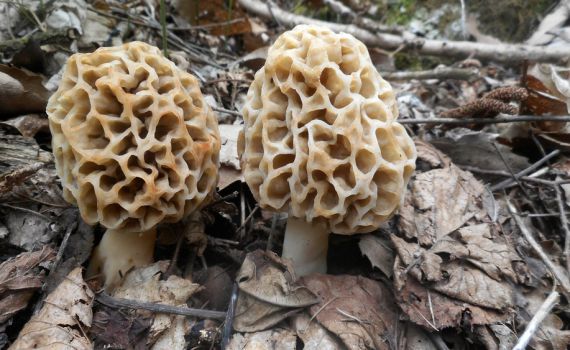 אוסטרליה: אישה הורשעה בהרעלת שלושה מקרוביה בארוחת פטריות