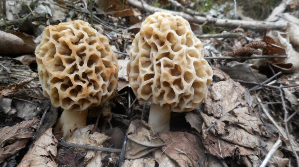 אוסטרליה: אישה הורשעה בהרעלת שלושה מקרוביה בארוחת פטריות