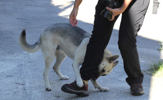 ילדה נפצעה באורח בינוני לאחר שננשכה על ידי כלב
