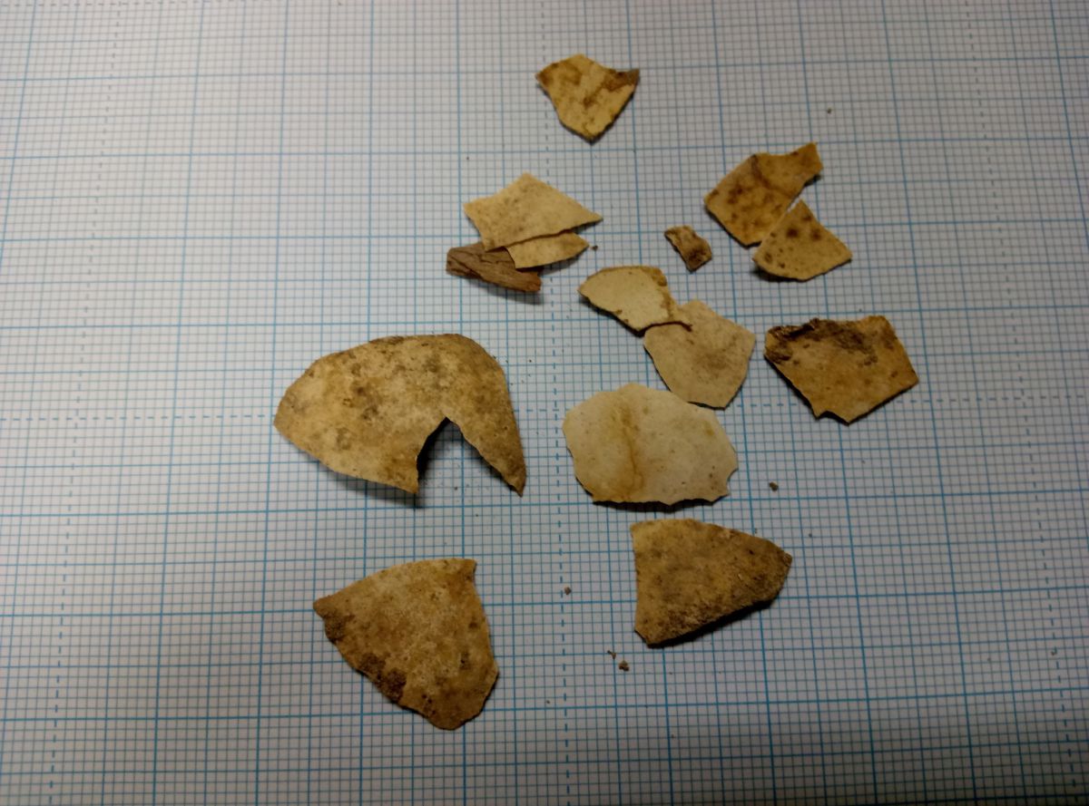 נחשף: הביצה בזמן המקדש לא היתה כשיעור החזון אי"ש